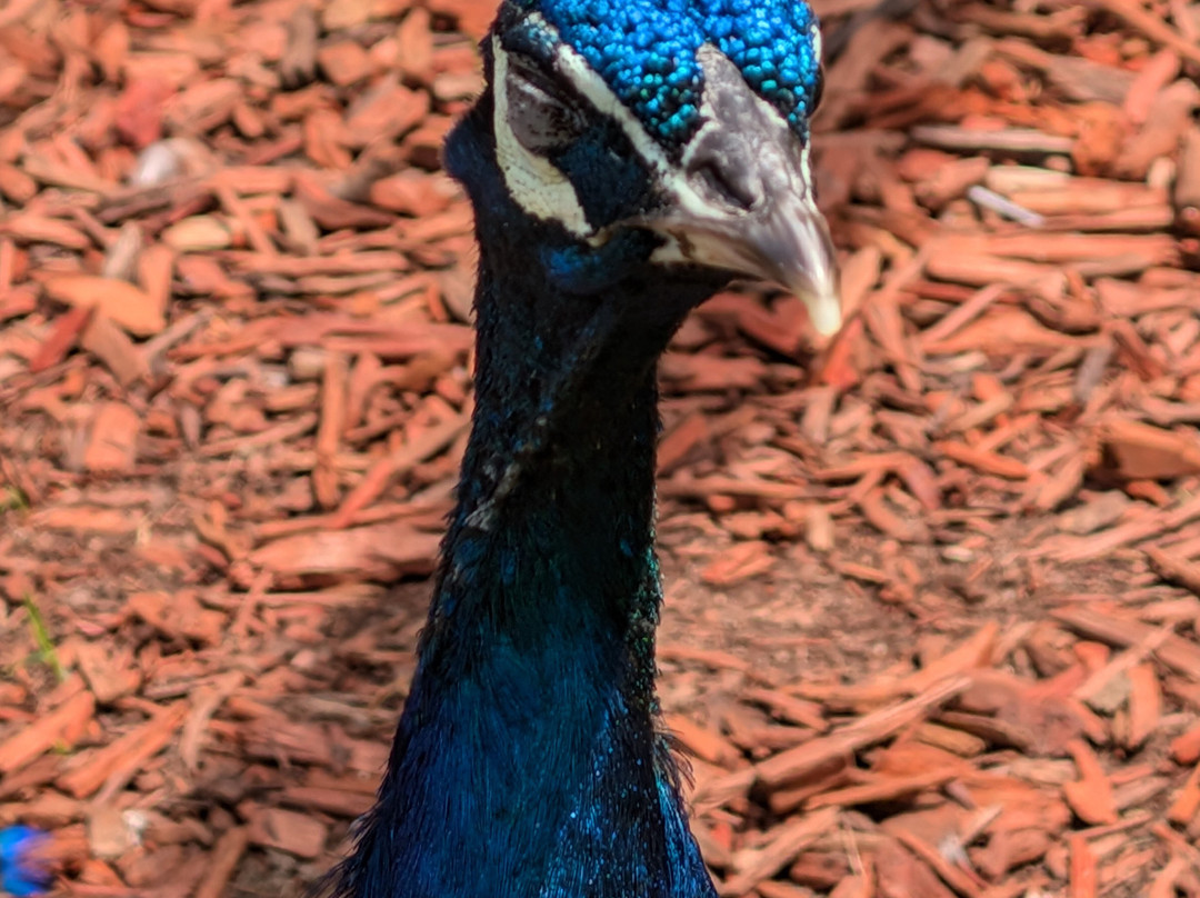 Roscommon Zoo-Roscommon必去景点