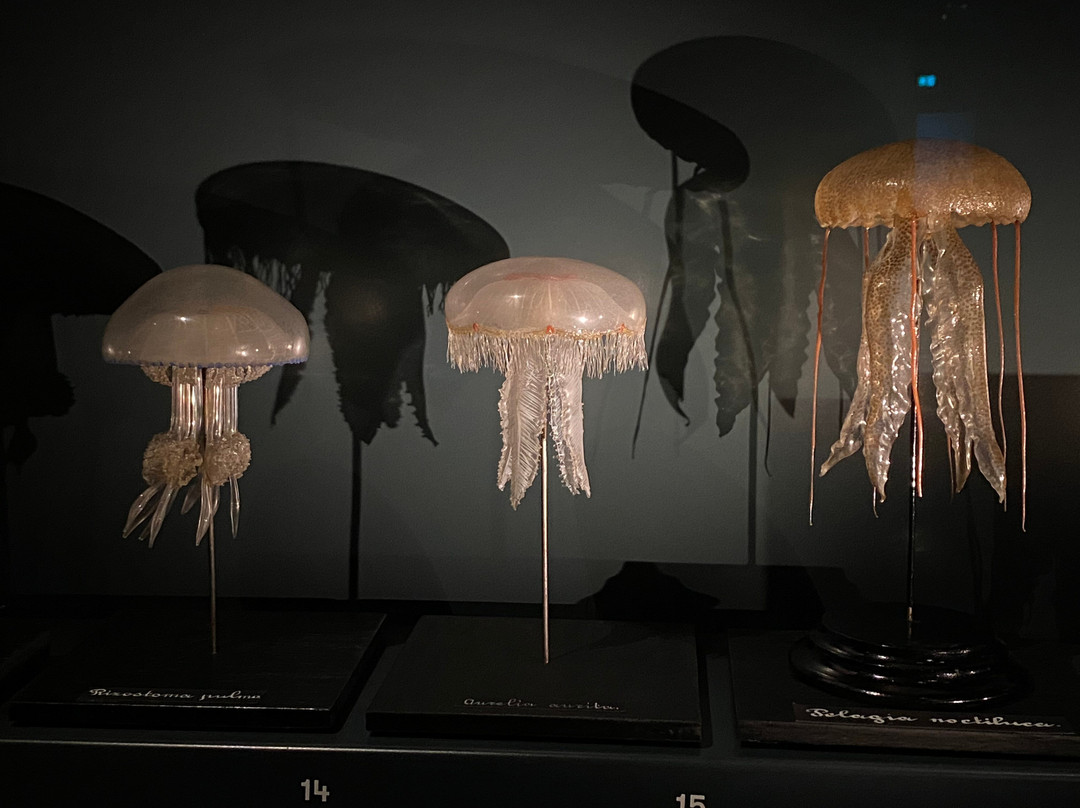 Universiteitsmuseum Utrecht-乌特勒支必去景点