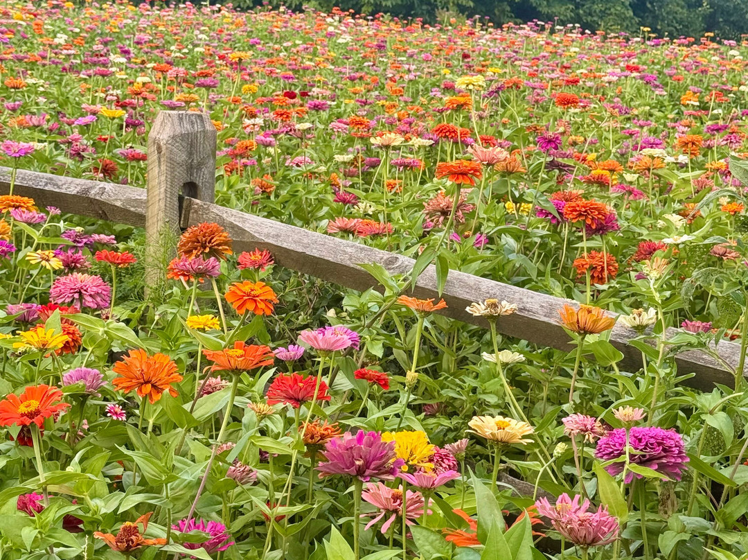 Norfolk Botanical Garden-诺福克必去景点