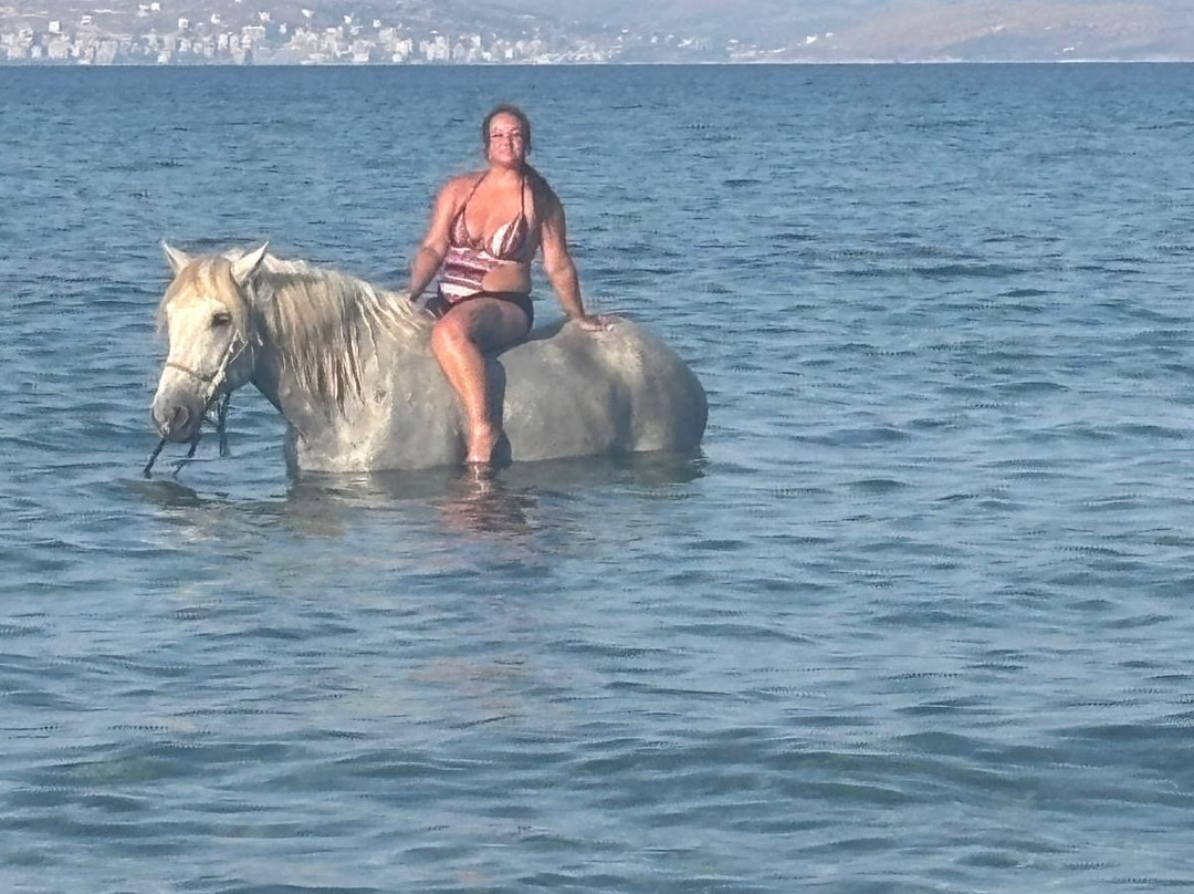 North Corfu Horses-Peritheia必去景点