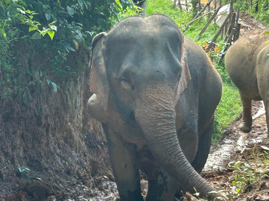 MandaLao Elephant Conservation-琅勃拉邦必去景点