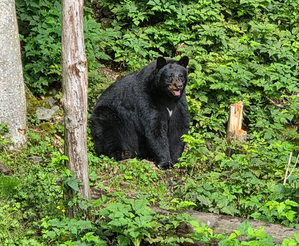 Specialized Tours of Sitka-锡特卡必去景点