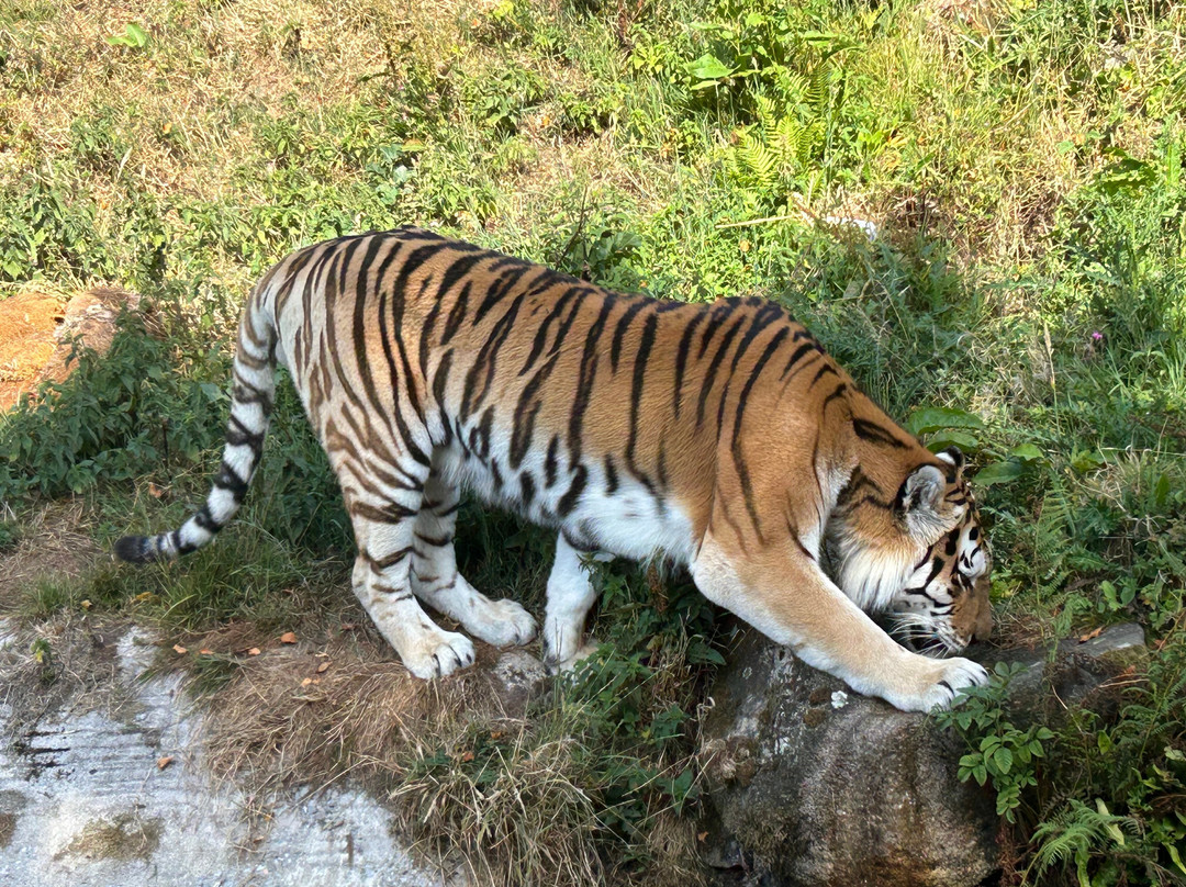 Dartmoor Zoological Society-Sparkwell必去景点
