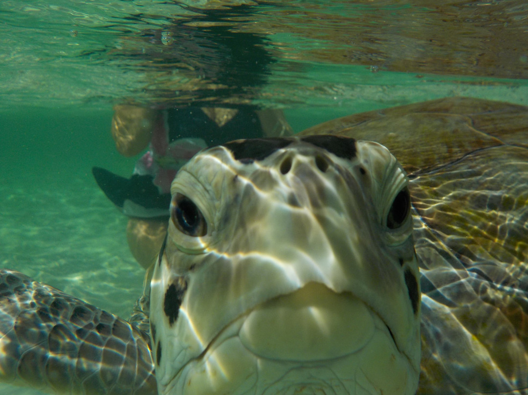 Spanish Wells SeaVentures Excursions | Harbour Island, Eleuthera, Bahamas Guide-Spanish Wells必去景点