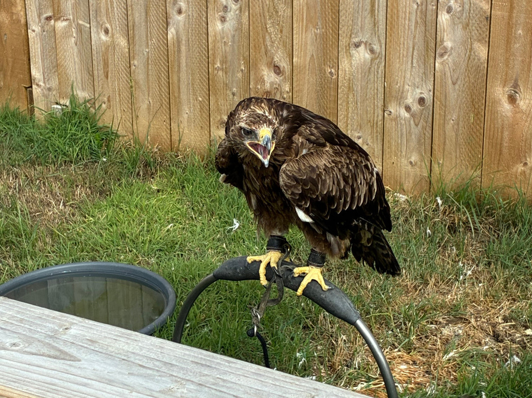 York Bird of Prey Centre-伊辛瓦必去景点