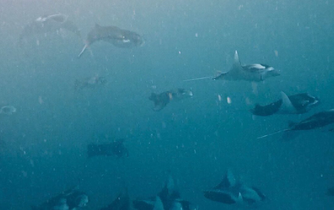 Manta Nomad Divers-Maalhos必去景点