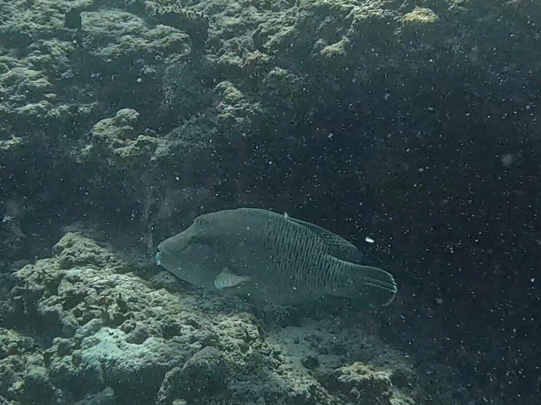 Euro-Divers LUX South Ari Atoll-南阿里环礁必去景点