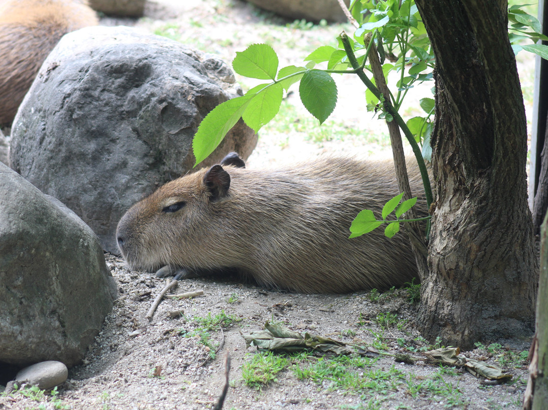 Zoo Salzburg-安妮夫必去景点
