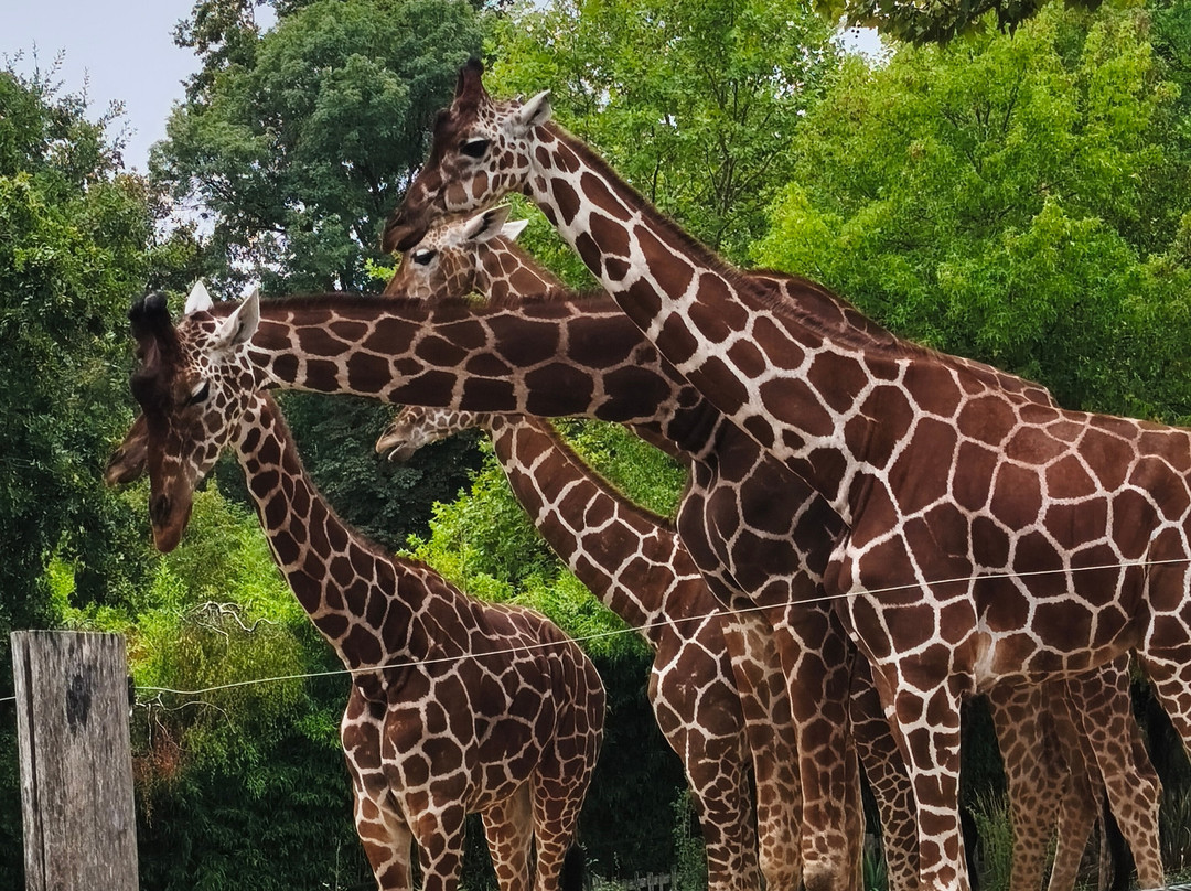 ZooParc de Beauval-圣艾尼昂必去景点