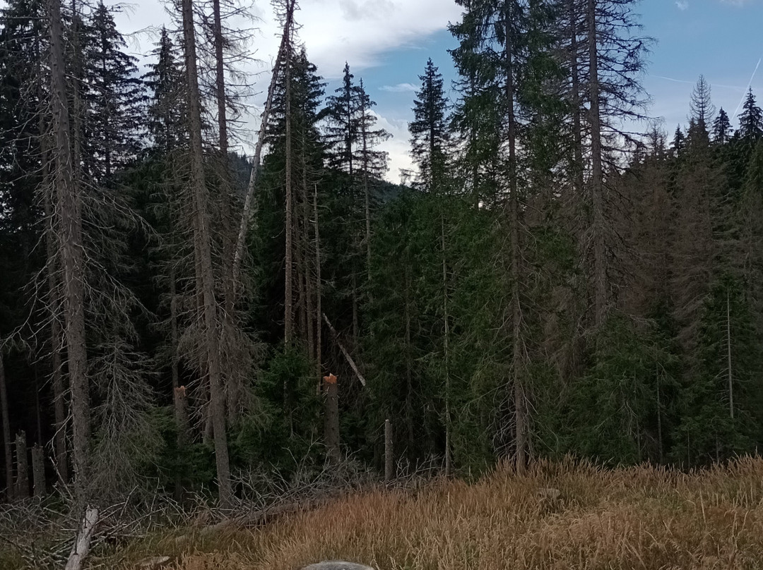 Parco Paneveggio - Pale di San Martino-普雷达佐必去景点