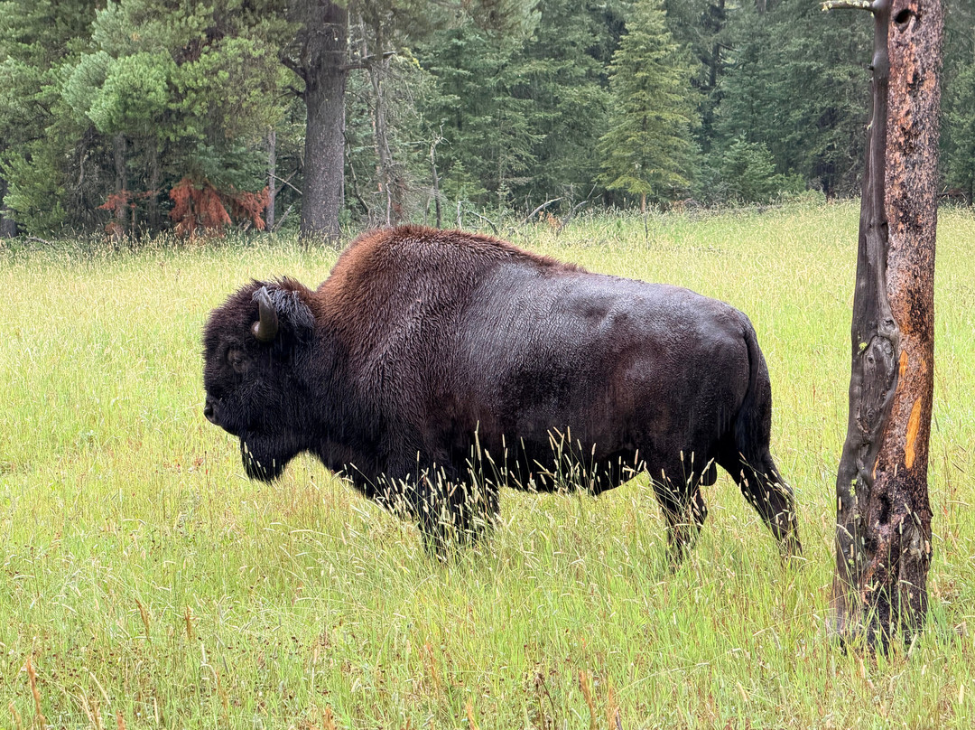 Yellowstone Wild-加德纳必去景点