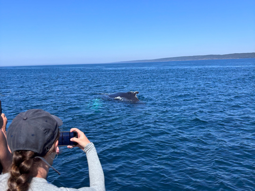 Adventure Bay Whale Watch Co.-Tiverton必去景点