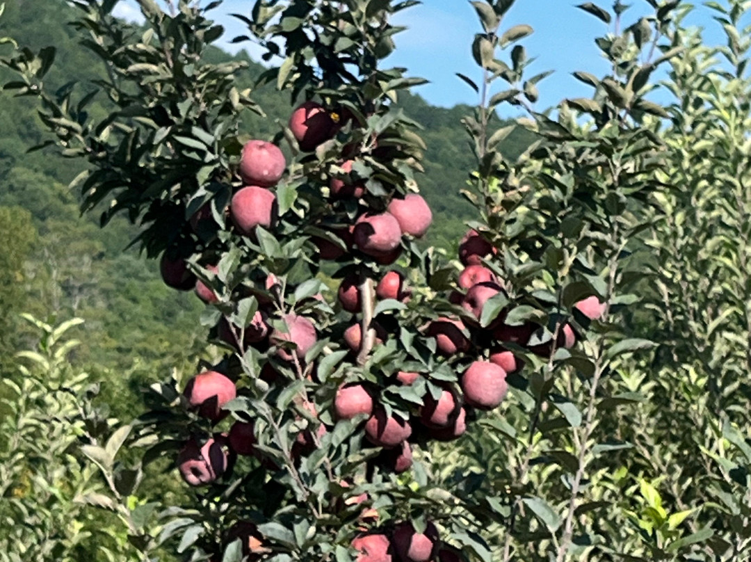 Jeter Mountain Farm-亨德森维尔必去景点