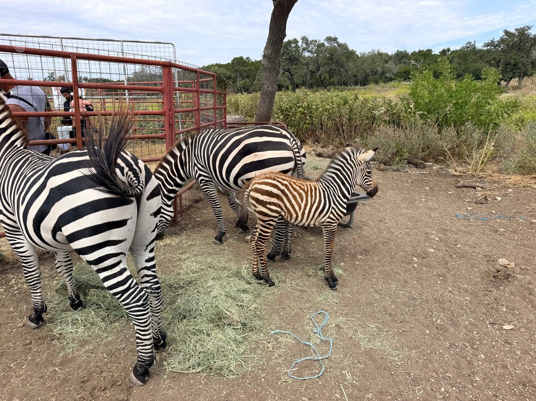 Giraffe Winery at Grapetown Vineyard-弗雷德里克斯堡必去景点