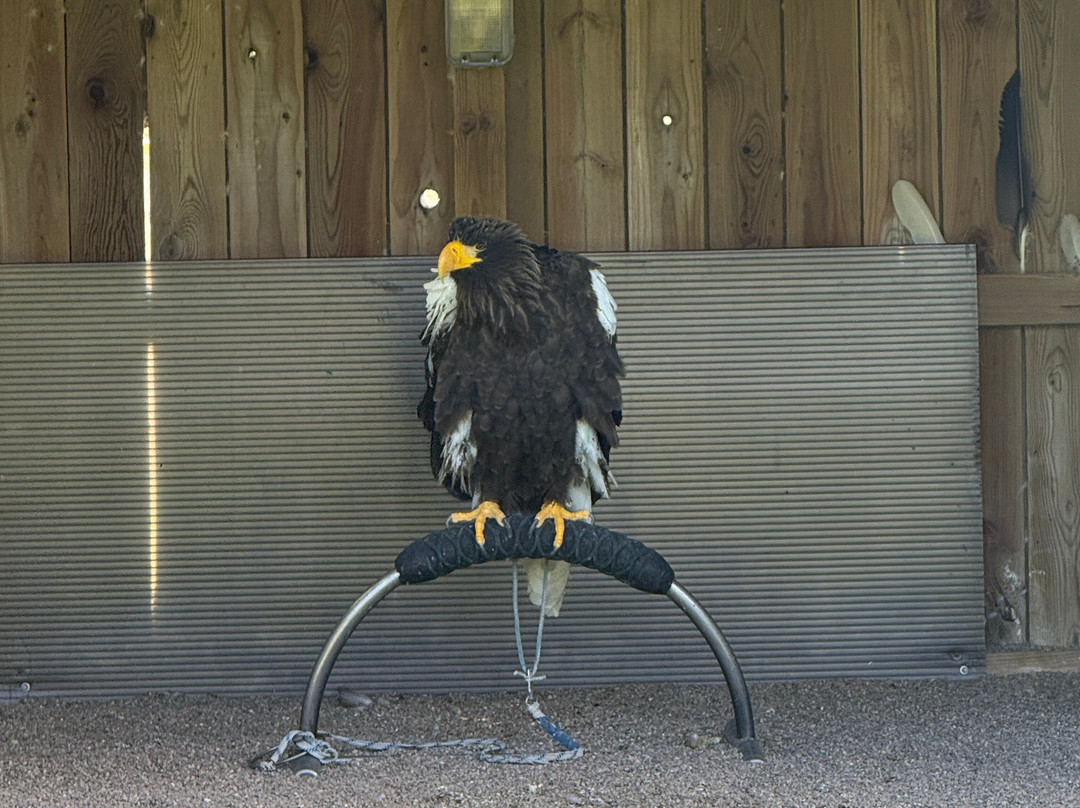 Huntly Falconry-Huntly必去景点