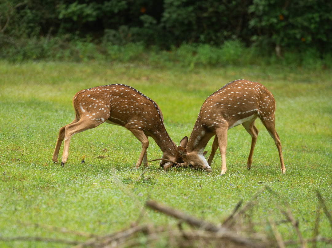 Wilpattu National Park-Saliyapura必去景点