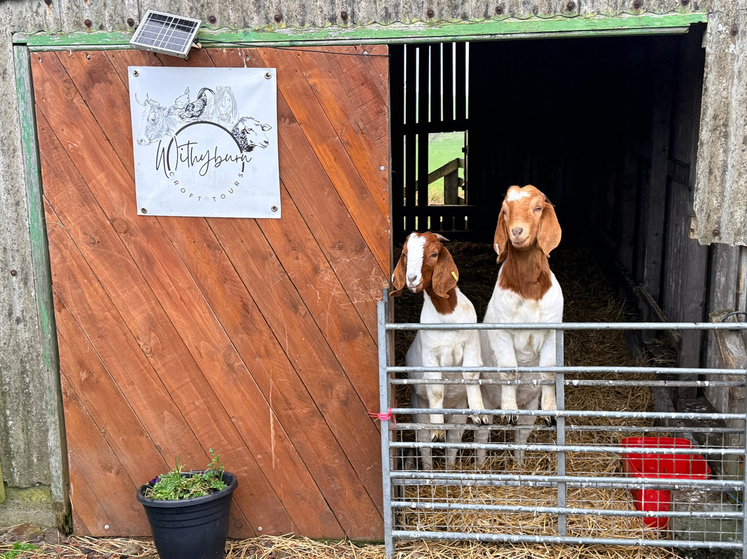 Withyburn Croft Tours