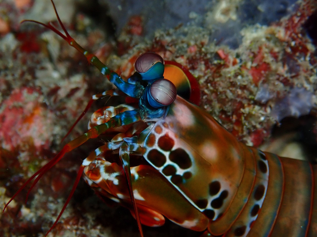 Hanimaadhoo Dive and Watersports-哈霓玛阿都必去景点