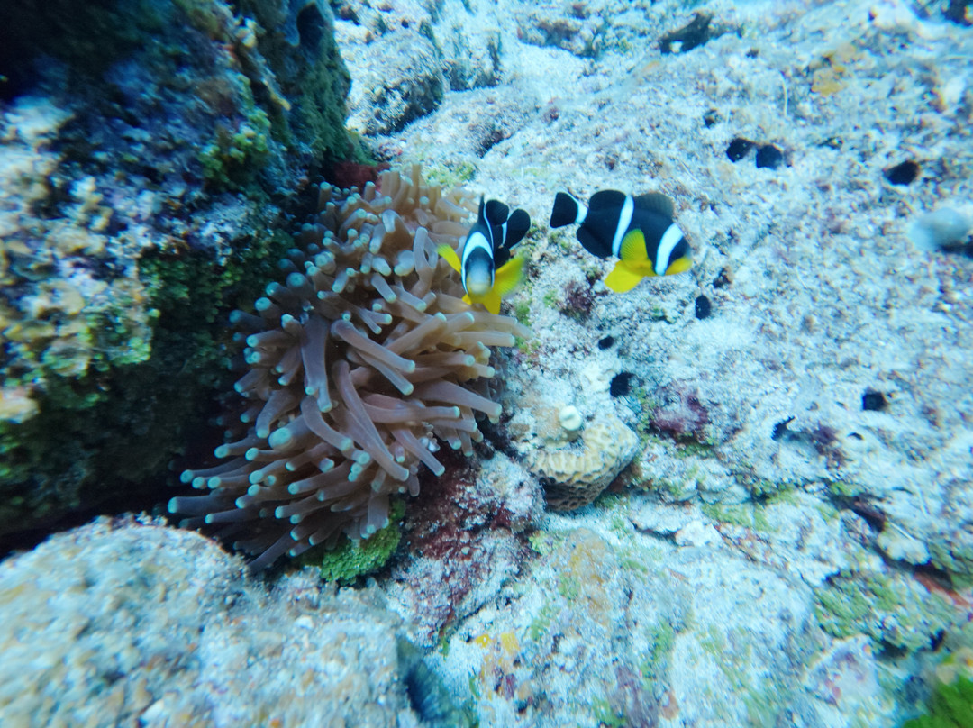 Just Diving-Bain Boeuf必去景点