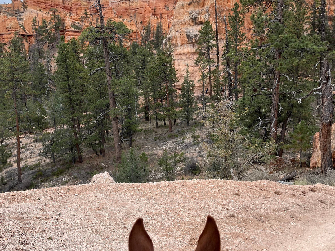 Canyon Trail Rides-特罗皮克必去景点