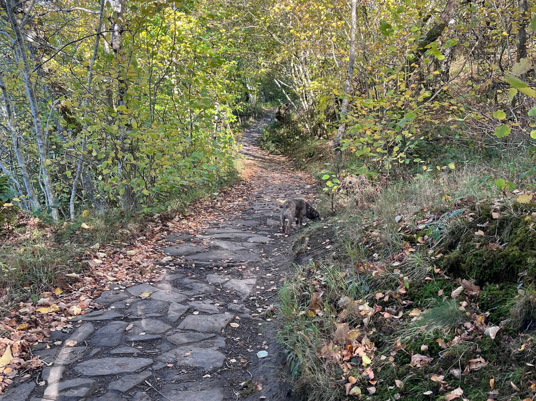 Hareshaw Linn Walk-Bellingham必去景点