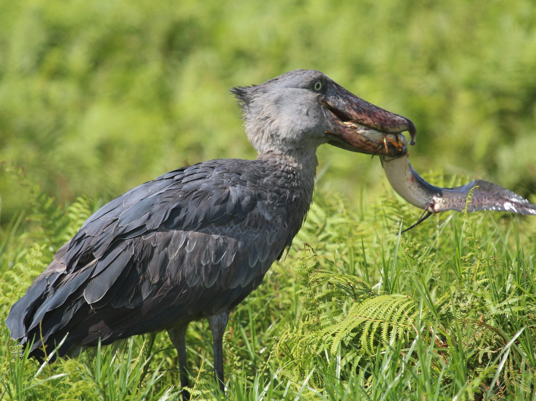 Wild Jungle Trails-恩德培必去景点