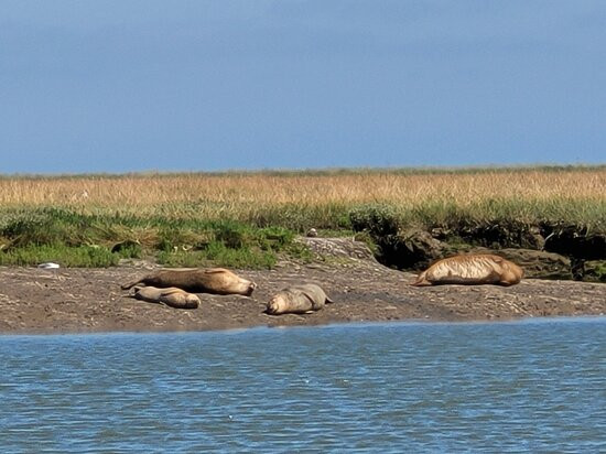 Wildlife Boat Trips景点图片