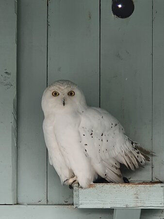 Burren Birds of Prey Centre-Ballyvaughan必去景点