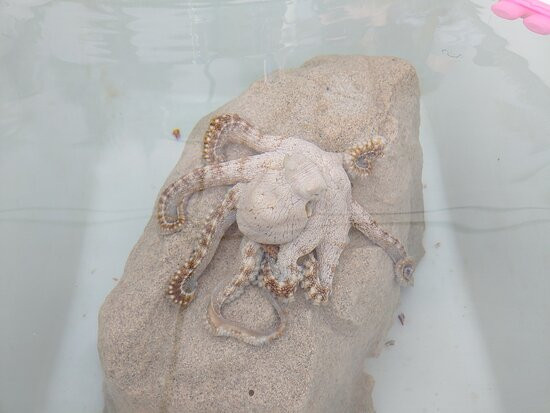 Kanaloa Octopus Farm景点图片