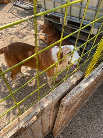 Zarkovica Animal Shelter-杜布罗夫尼克必去景点