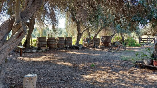 Olivos Centenarios-Huasco必去景点