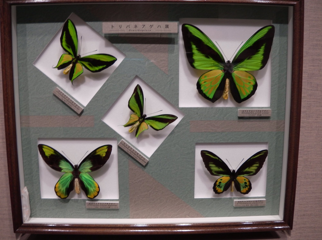 Nawa Insect Museum Haimurubushi景点图片