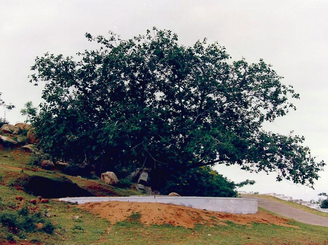 Vata Vriksha (Meditation Tree)景点图片