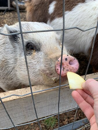 Massanutten Country Corner-卢雷必去景点