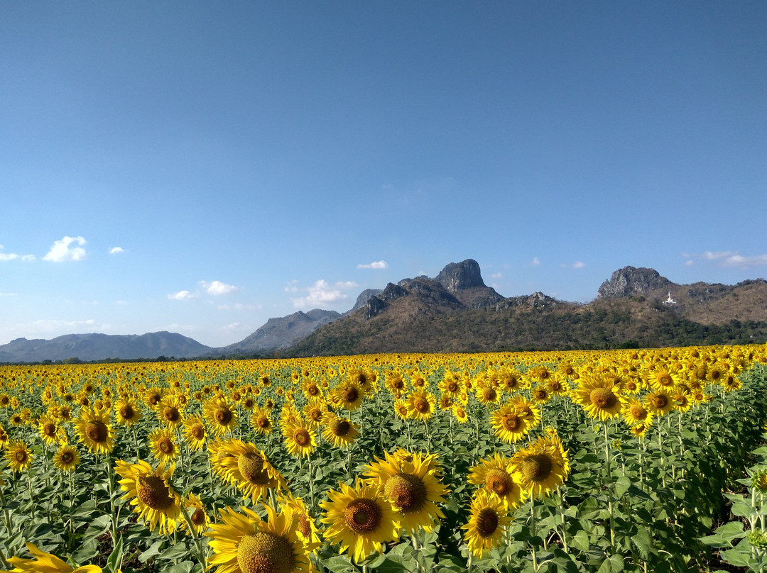 Khao Jeen Lae Sunflower Field景点图片