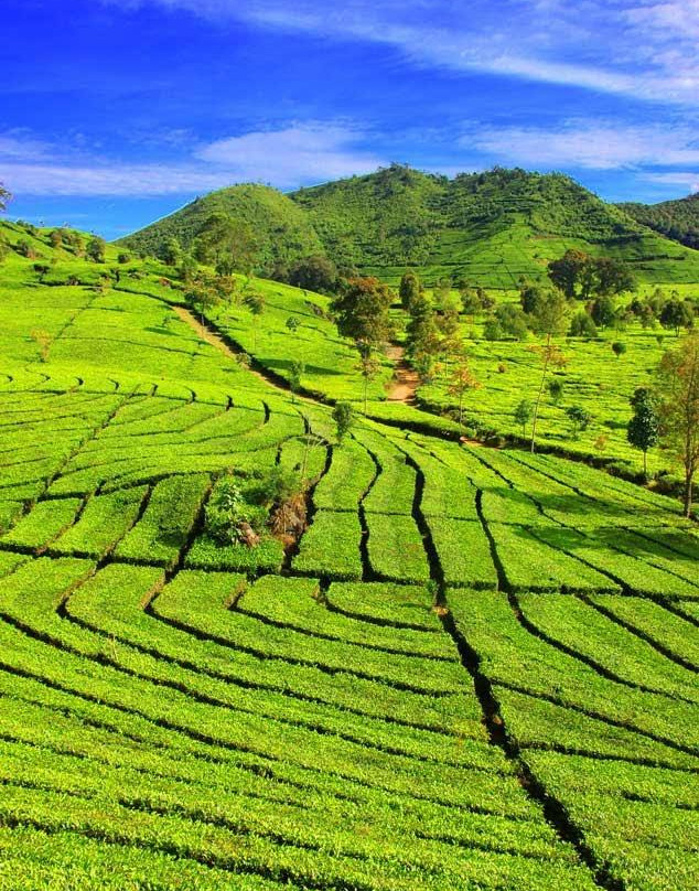 Margamulya旅游攻略图片