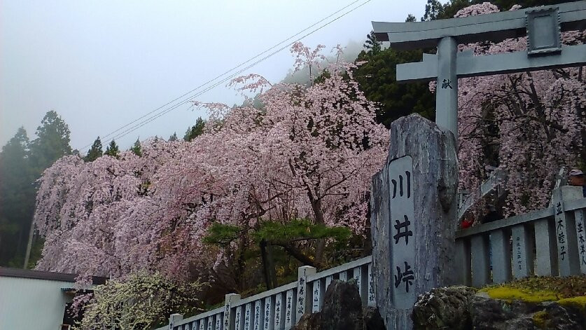 Shidarezakura of Kawai Pass
