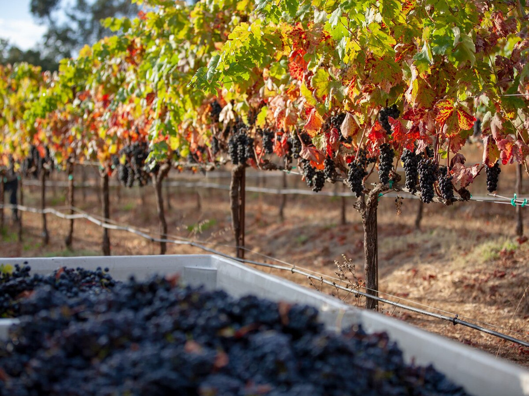Mill Creek Vineyards and Winery景点图片