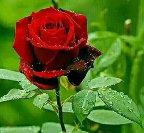 Oriole Taxi & Tours-蒂瑟默哈拉默必去景点