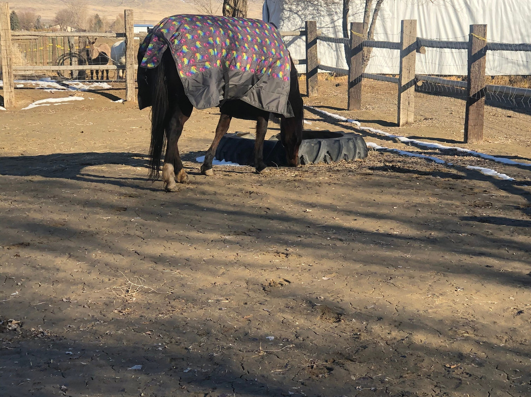 C Horse Ranch-温尼马卡必去景点