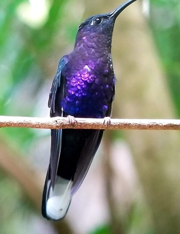 Guides of Monteverde-蒙特沃德必去景点