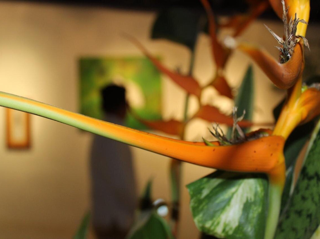 Sheartail Expeditions