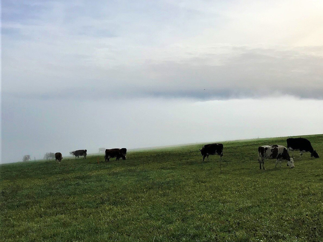 Provence旅游攻略图片