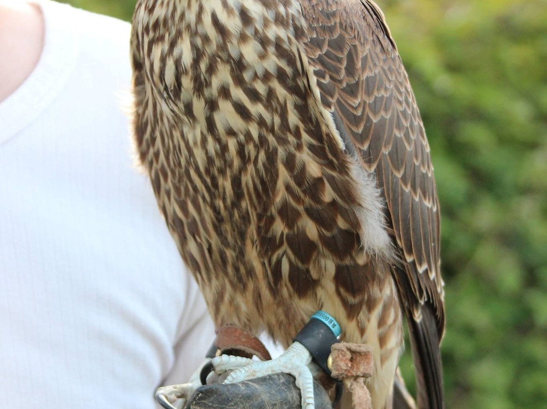 North East Falconry景点图片