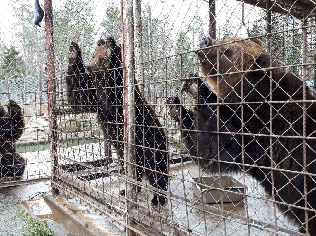 The Predator Center in Kuusamo景点图片