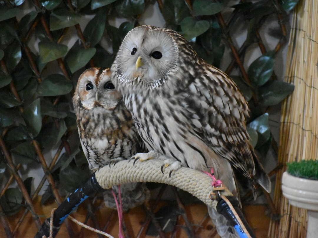 Happisburgh Owls景点图片