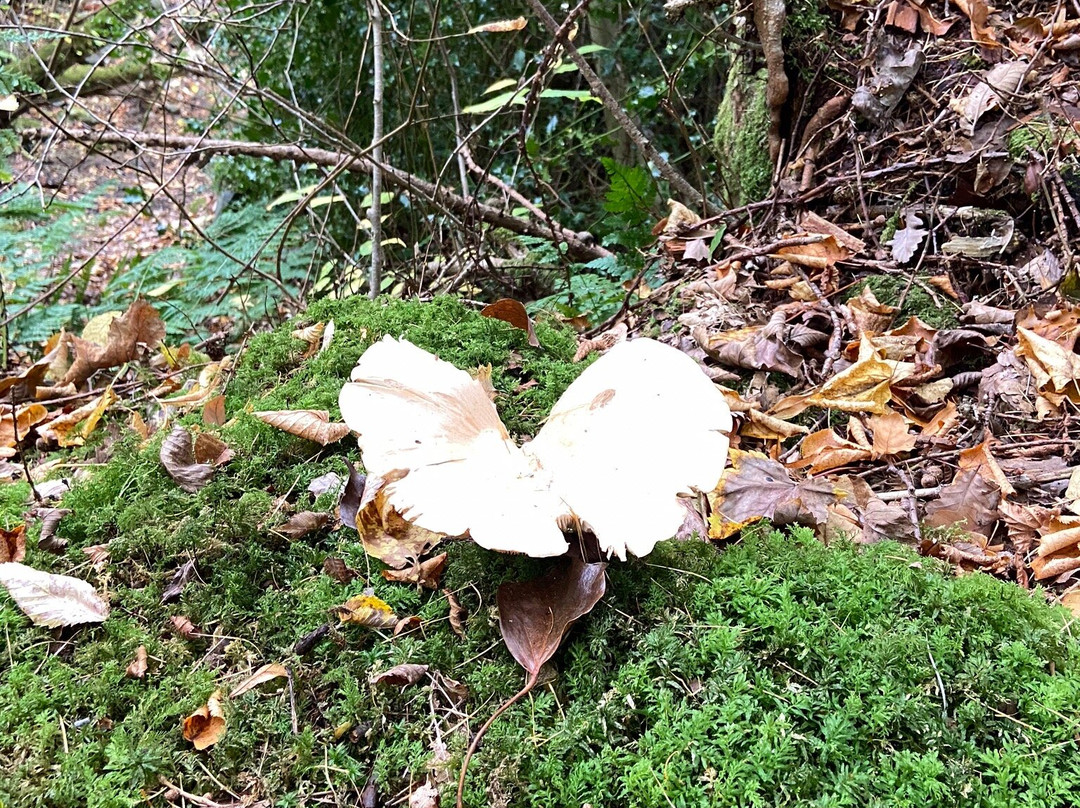Cateran Trail-Blairgowrie必去景点