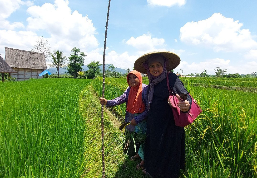 Kampung Budaya Padi Pandan Wangi景点图片