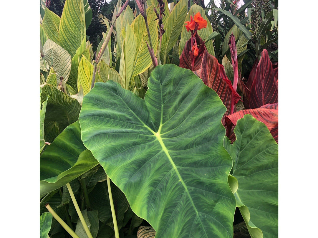 Giardino Botanico di Villa Bricherasio景点图片