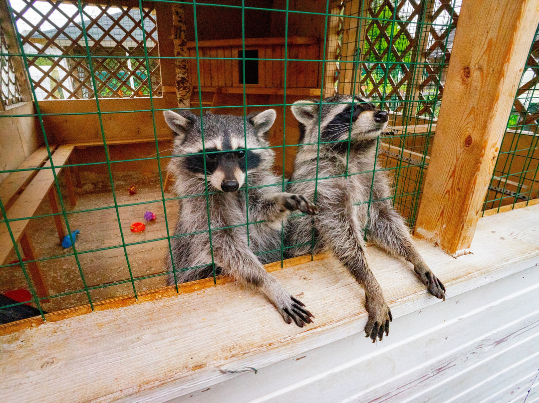 Racoon's House-Khotkovo必去景点